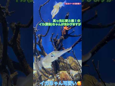 【初投稿】世界一美しい生き物、それがイカ。人生初の生烏賊に感動する餅の話【愛すべき】 #shorts #かわいい #新江ノ島水族館 #えのすい #烏賊 #イカ #アオリイカ