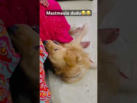 Dudu ne pakda mummy ka plazo😂 #dailyvlog #comedy #funny #shorts #viralvideo #dog #funnyshorts #love