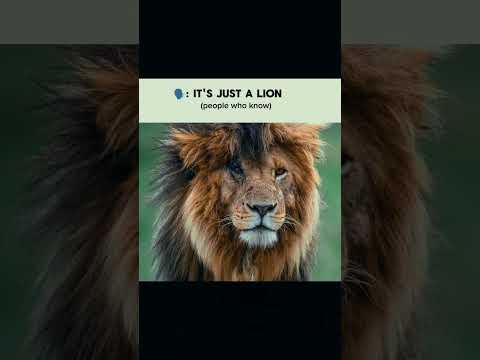 Live like a king and dies like a king #lion #scarface #jungle #rule
