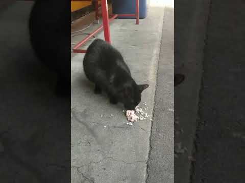 スーパーの前でお食事中のくろねこちゃん