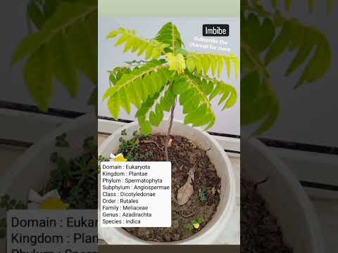 Common name : Meethi Neem | Biological Classification of Azadirachta indica
