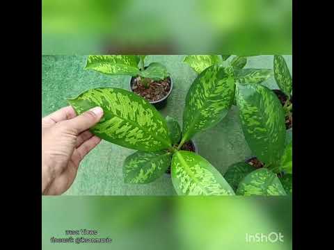 Dieffenbachia Leopoldii Bull ต้นราชินี 2 สี ขอบคุณเพลง: Viewsนักดนตรี: @iksonmusic