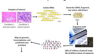 Introduction to RNA Sequencing