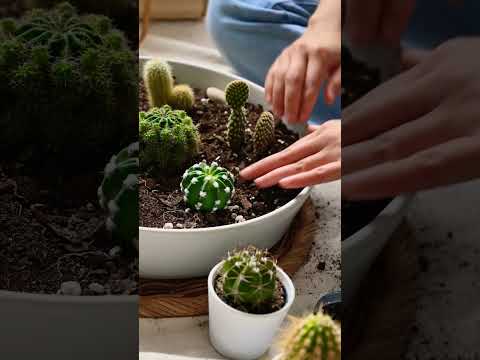 Difference Between Cactus and Succulent #shorts #viral