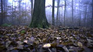 The Quietening (from the Offerling Album) - 12 tracks