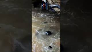 he Bholenath tujhsa Koi Dev Hai Kahan #jai Gangeshwar Mahadev#bhakti #viral #shorts