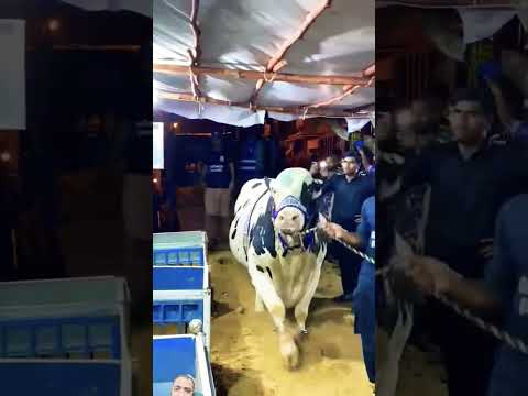 Ma Sha Allah#bakraeidlover #eidulazha #goat #cow #bakramandi #bull #animals #viral #trending