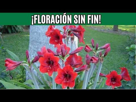 Cómo Cuidar tu AMARILIS para que Florezca TODO el Año | ¡GUÍA COMPLETA y Dicas Esenciales!