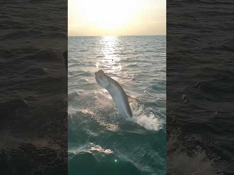 Your moment of zen 🌅 #tarpon #fishing