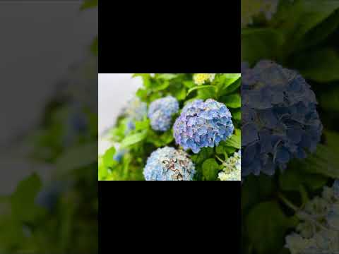紫陽花