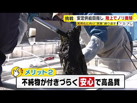 養殖場は“住宅地”…海で採れる「ノリ」をタンクで育てる　陸上養殖実現を目指す男性がタンクから収穫　 ／　(2025/03/10 OA)