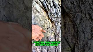 Traditional#goldmining what’s the secret behind the $3000worth of gold inside the cliffside#goldrush