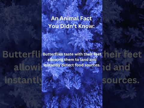 Animal Facts
