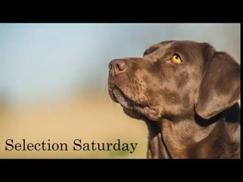 Part #4    Selection Saturday