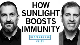 How & When to Get Daily Sunlight to Boost Immunity | Dr. Roger Seheult & Dr. Andrew Huberman