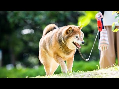 犬も「花粉症」に要注意　実はアレルギーが出やすい“犬種”も　獣医師が教える「散歩時の対策」