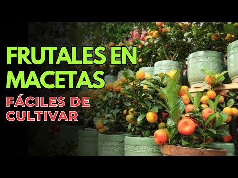 👉 Easy-to-Grow Fruit Trees in Pots 🌱 The Best for Your Home Garden!