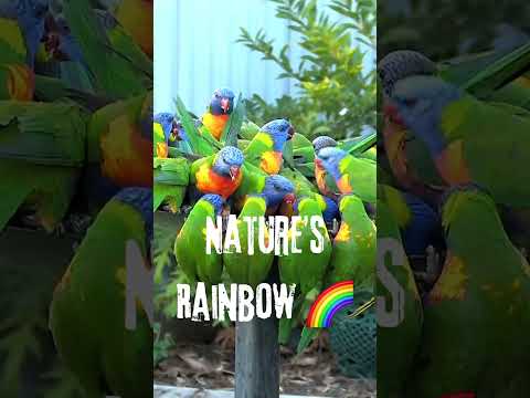 LORIKEET - The RAINBOW BIRD #birds #bird #facts #amazing #amazingfacts #animals #nature #beautiful