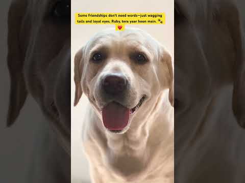 Ruby - My Heart in Fur | A Journey of Paws & Love 🐾❤️#labrador #labradorlovers #viralvideo #petlove