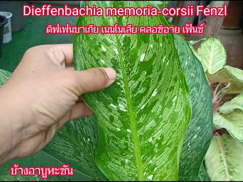 Dieffenbachia memoria-corsii Fenzl ต้นช้างอาบูหะซัน - ช้างดำ