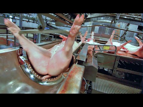 Amazing modern cow & pig farming equipment 2024 technology. Incredible meat cutting line factory