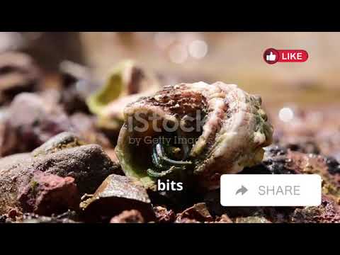 The Weirdest Animal Behaviors You Won’t Believe Exist | Avery Bliss