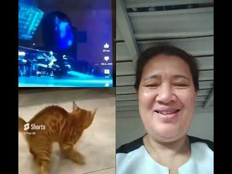Smartcat#funny #catdance