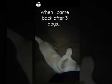 puppy... #shorts #ytshorts #youtuber #subscribe