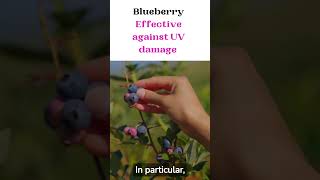 Blueberry  Effective against UV damage