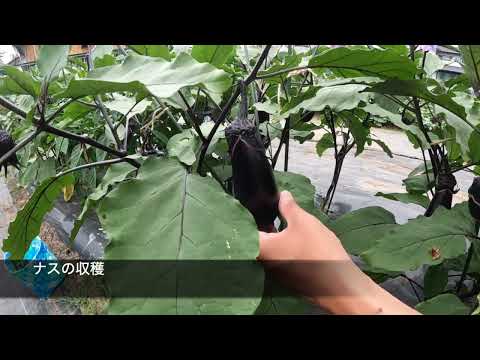 夏野菜の収穫
