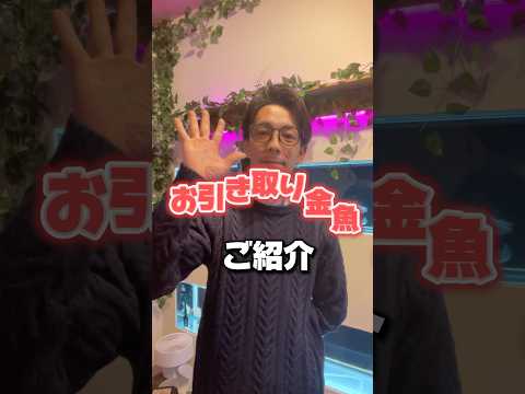 お引き取り金魚のご紹介です！今回は大きな和金となります。室内環境で育った子ですがしっかり赤色が出ていてとてもキレイです！お迎え希望の方はお気軽にお問い合わせください。#金魚#和金#動物保護#長野県
