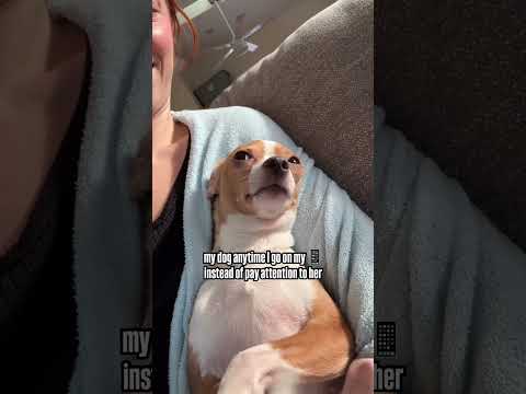 Is everyone’s dog this needy? #funnydog #chihuahua #viral