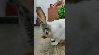 Brush your teeth || Our Rabbit Doing Brush #BrushYourTeeth #RabbitBrush #RabbitFunWorld #RFW