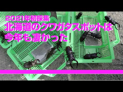 2021年初の昆虫採集北海道のクワガタスポットは今年もすごかった#クワガタ #昆虫採集 #insect