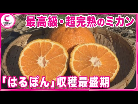 【はるぽん】 最高級ミカン収穫最盛期　春の贈答品としても人気　三重・紀宝町