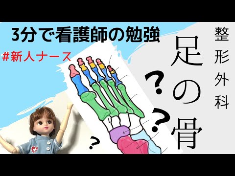 3分勉強【足の骨】先輩ナースから質問されても、もうビビらない！！#看護師#整形外科＃新人ナース