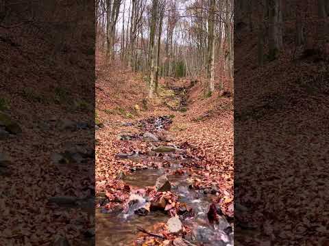 Chill nature water sound #calm #relaxing #sounds #water #naturesounds