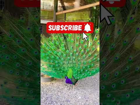 ময়ূর পাখি কত সুন্দর ডানা মেলে #like #follow #youtube #automobile #love #fashion #challenge