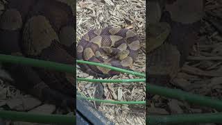 Rattlesnake and Copperhead snake