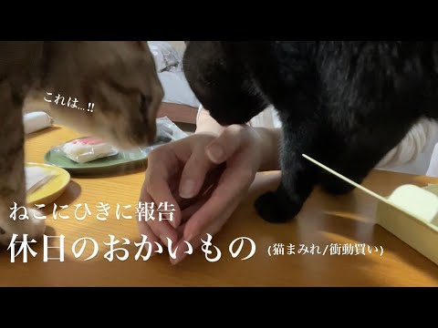 猫まみれ!買い物とおむすびを楽しむよき休日