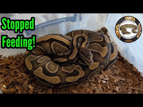 Ball Python Adults Stop Feeding In The Breeding Season