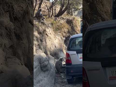 Maonky #mastiiii #vlogger #squad #tennis #monkey #comedyshorts