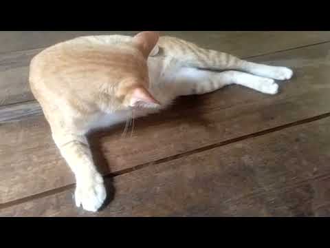 แมวไทย