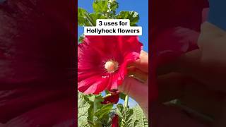 3 uses for Hollyhock flowers 🌺😍(Alcea rosea)  #gardening #survival  #herbalremedies #traditional