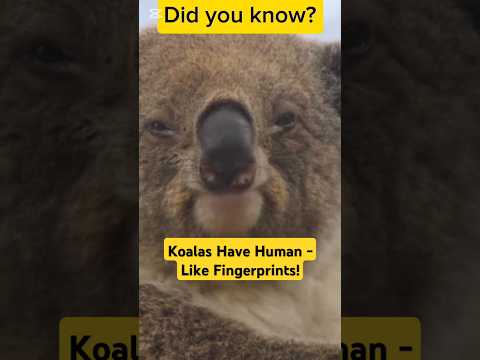 Did you know that koalas have fingerprints almost identical to humans? 🐨👣 #koalas #AnimalFacts