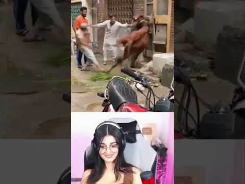 cow comedy videos 😅😅#comedyvideo #comedy #cow #shortvideo #youtubeshorts #shorts