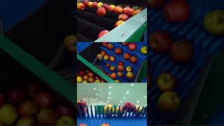 Sorting apples is now a smooth and efficient process!