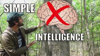 How Trees Can Think Without a Brain
