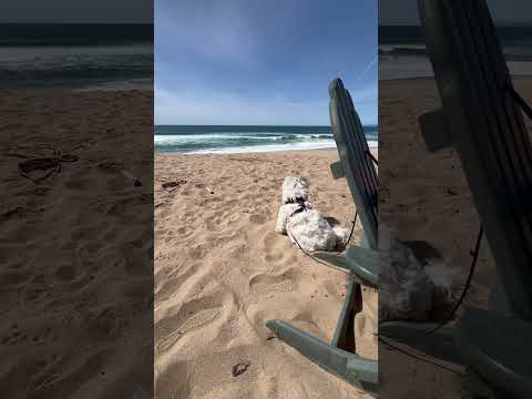 My dog loves the ocean so much, he pretends not to hear me when I call him