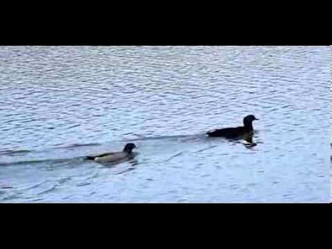 Male Following Female Duck at Dan Nicholas Park